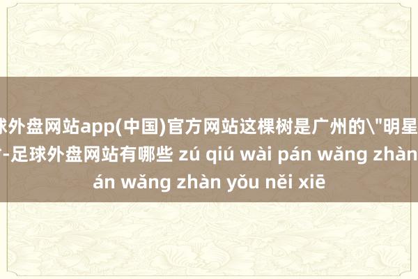 足球外盘网站app(中国)官方网站这棵树是广州的